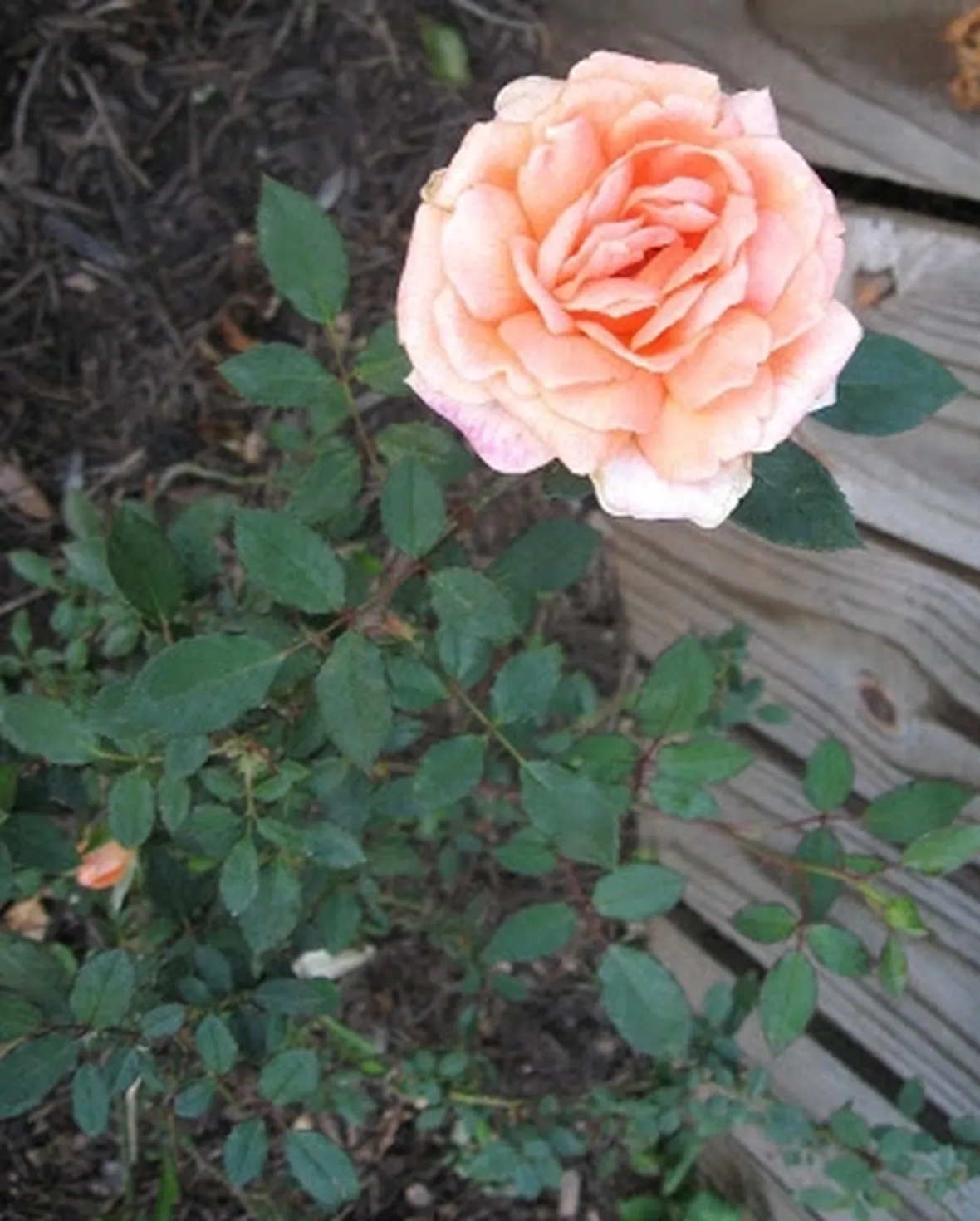 mini rose