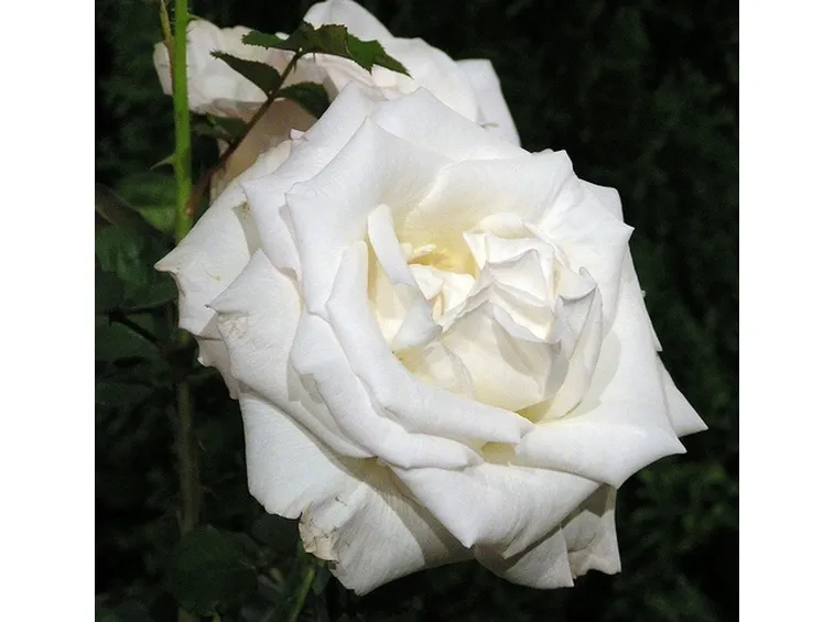 prezzi mazzo di rose