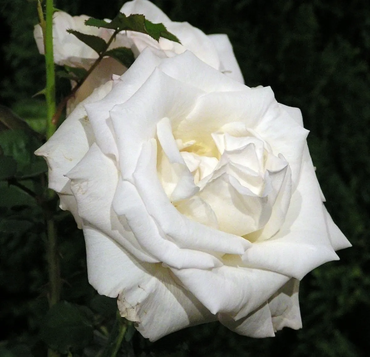 prezzi mazzo di rose