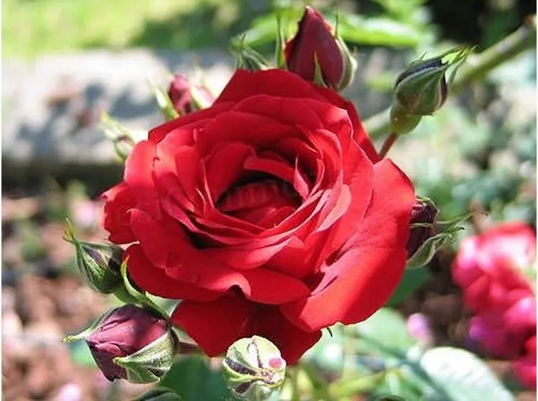 prezzo mazzo di rose rosse