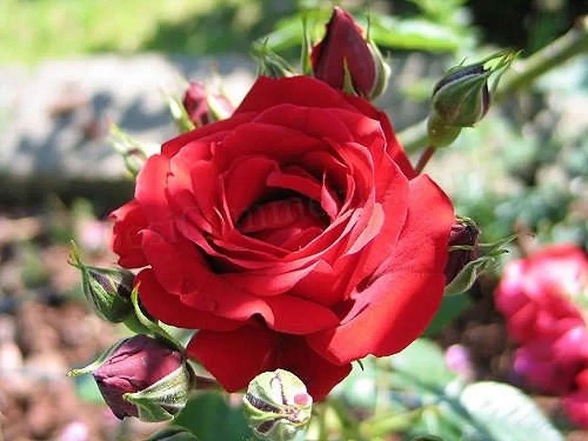prezzo mazzo di rose rosse
