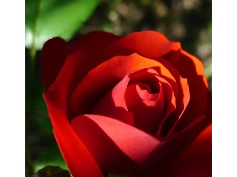 prezzo mazzo di rose