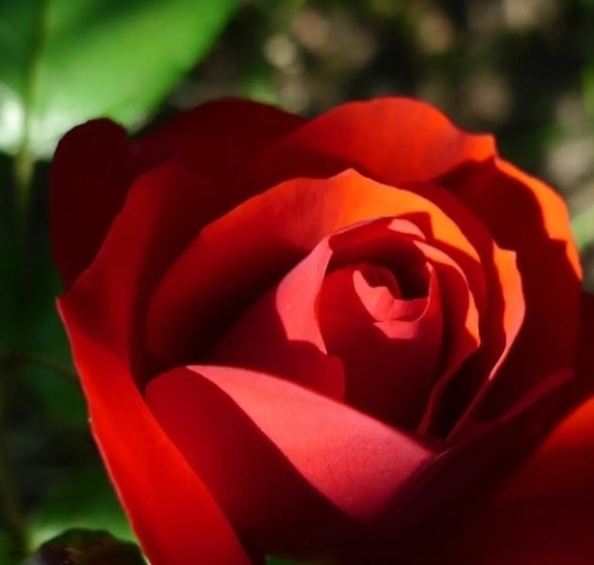 prezzo mazzo di rose