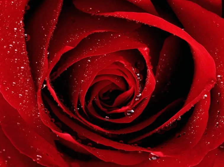 prezzo rosa rossa