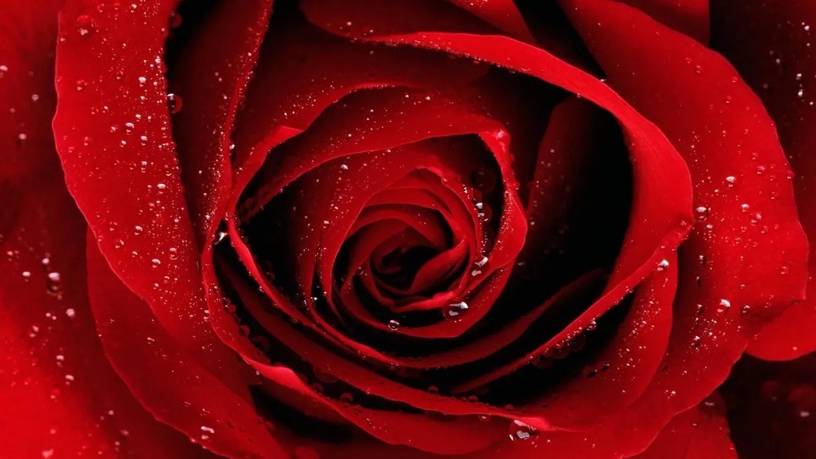 prezzo rosa rossa