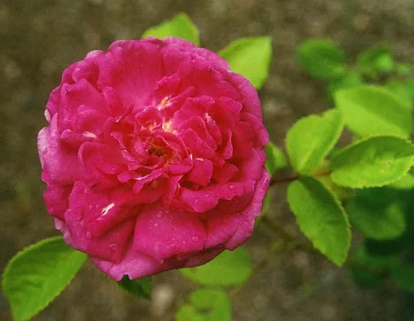 prezzo rose rosse