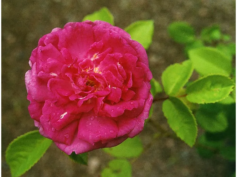 prezzo rose rosse