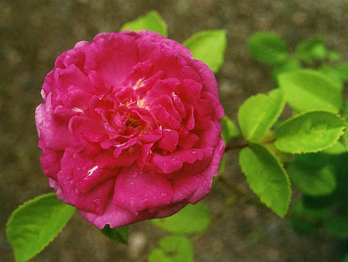 prezzo rose rosse