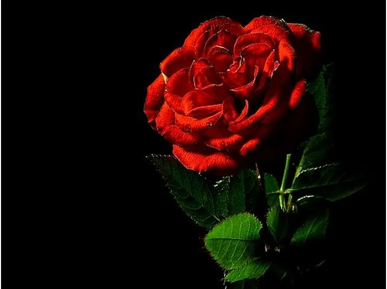 regalare rose rosse