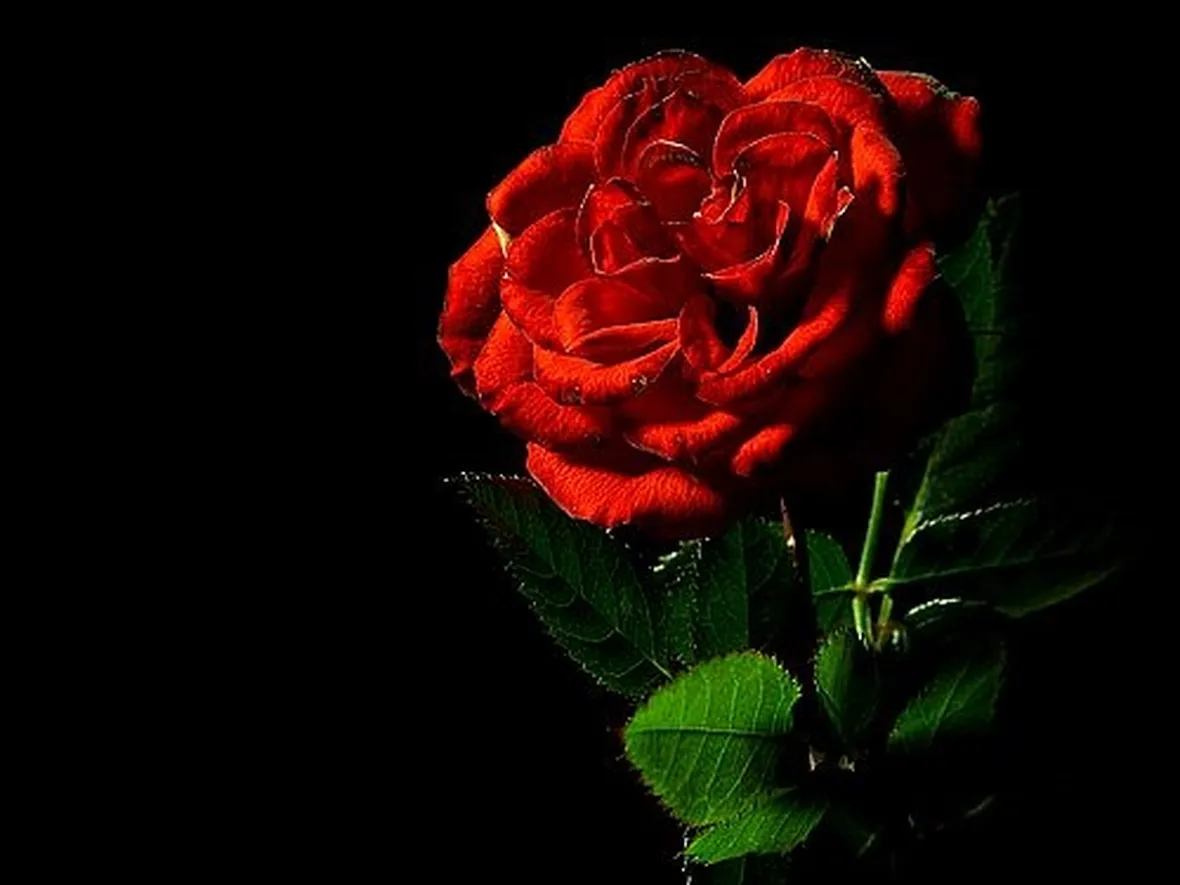 regalare rose rosse