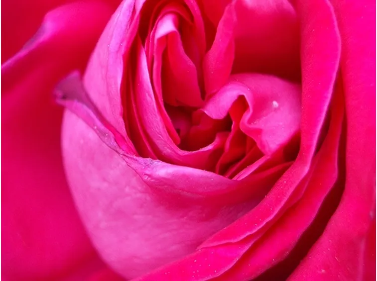 rosa fucsia