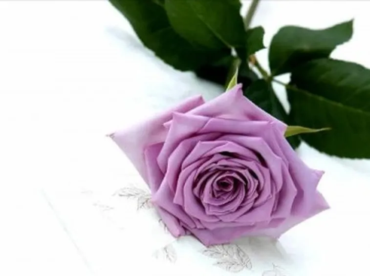 rosa lilla