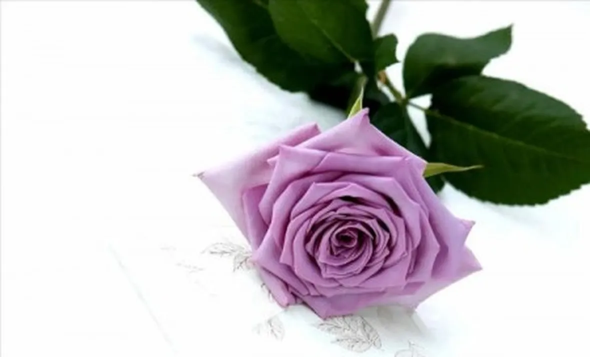rosa lilla