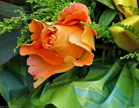 rose a gambo corto