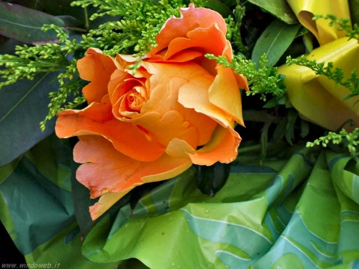 rose a gambo corto