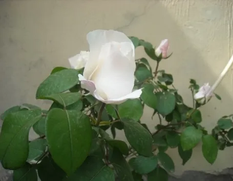 rose a gambo lungo