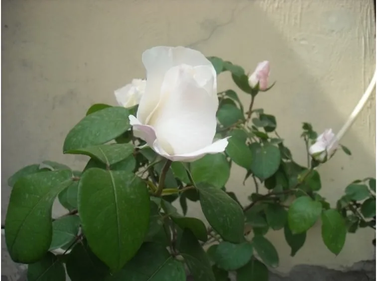 rose a gambo lungo
