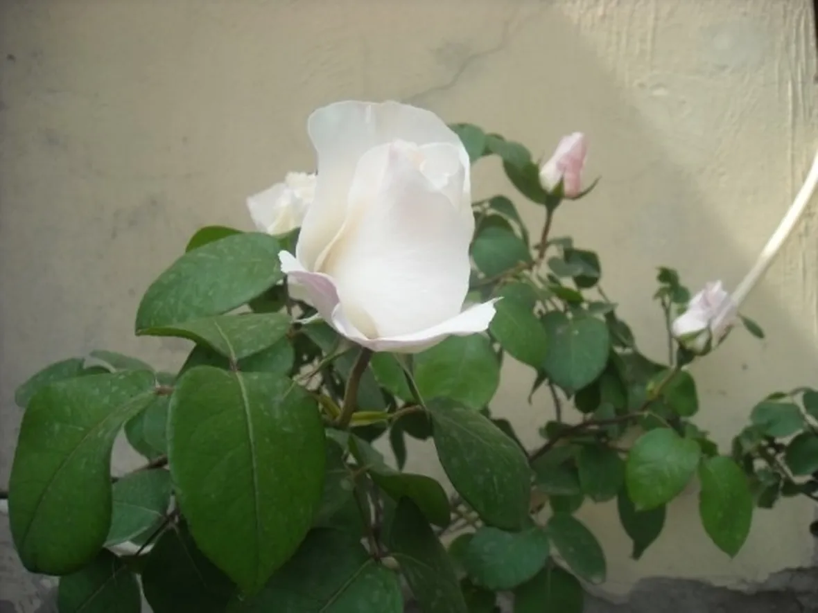 rose a gambo lungo
