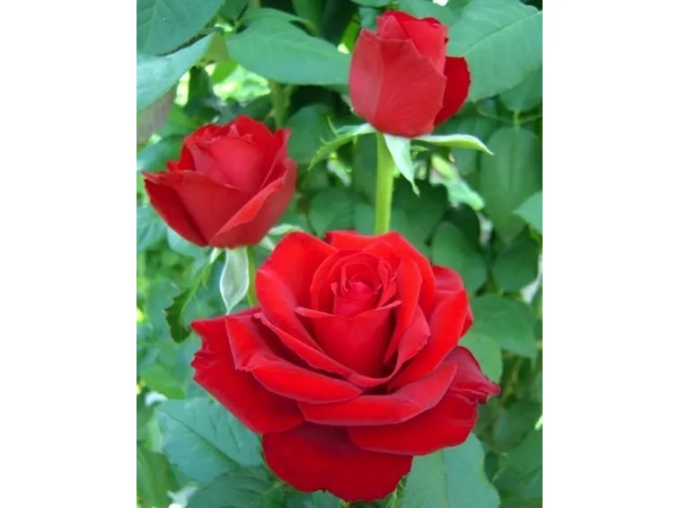 rose alessandria