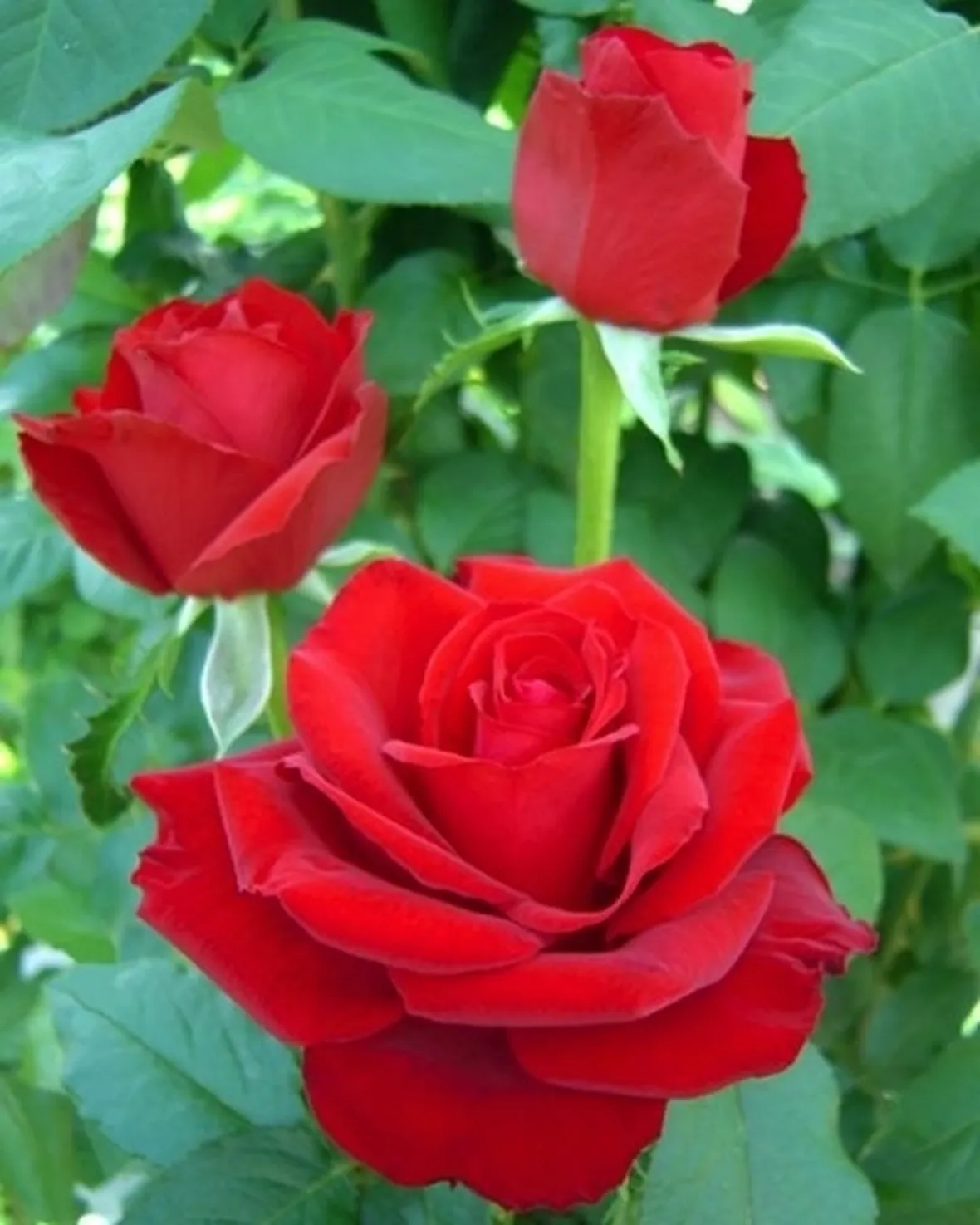 rose alessandria