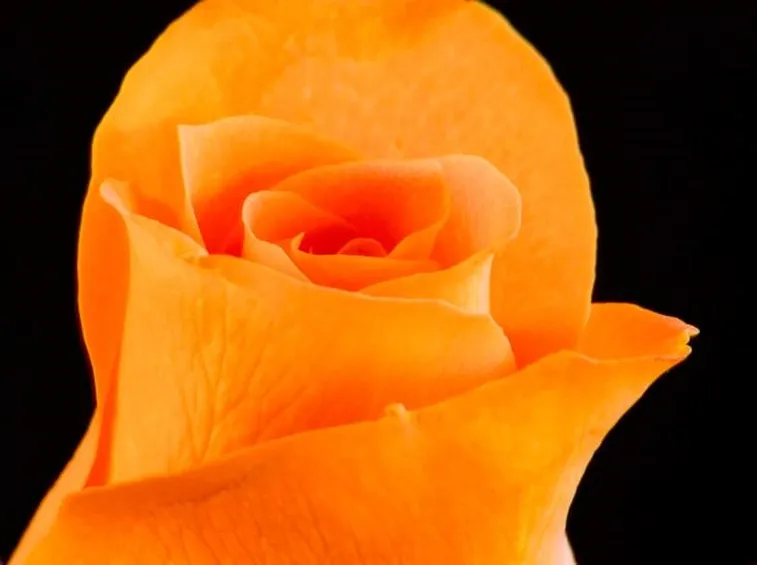rose amicizia-1