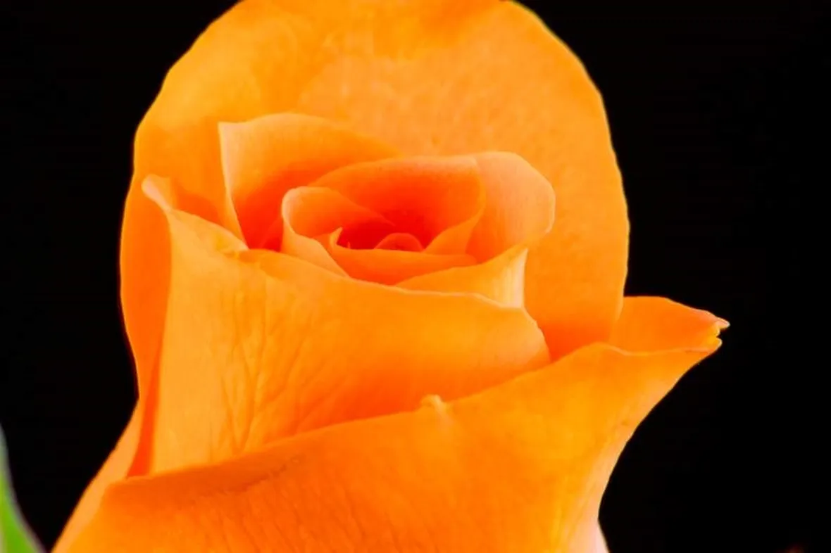 rose amicizia-1