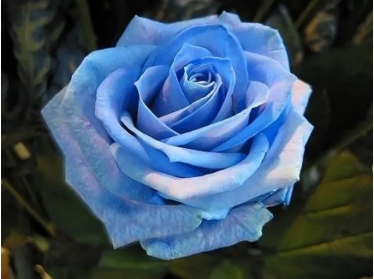 rose ancona