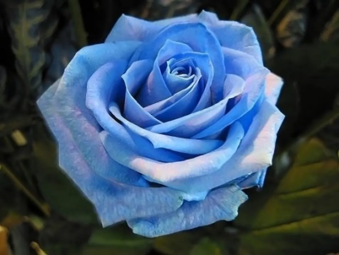 rose ancona