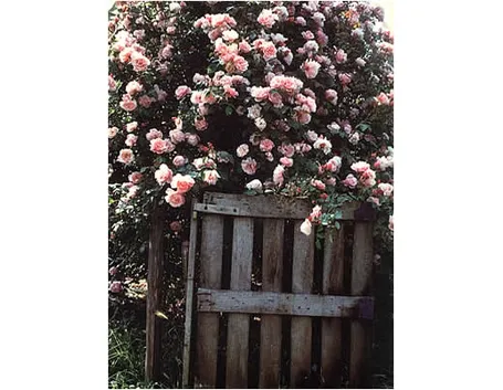 rose antiche inglesi