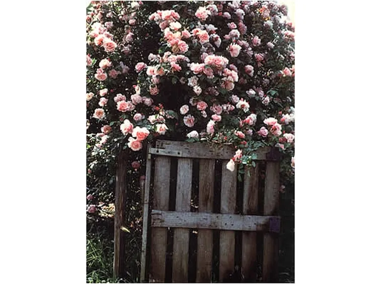 rose antiche inglesi