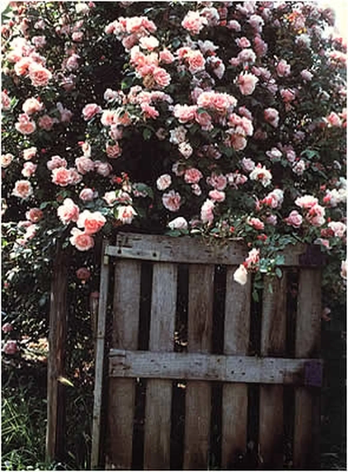 rose antiche inglesi