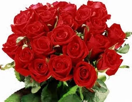 rose antiche
