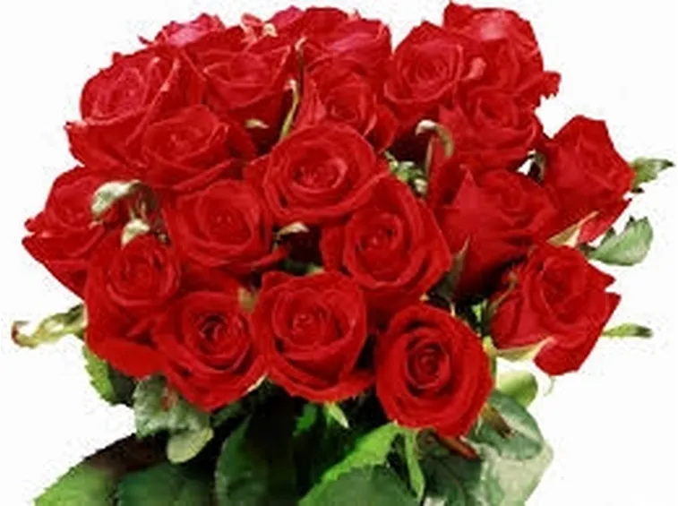 rose antiche