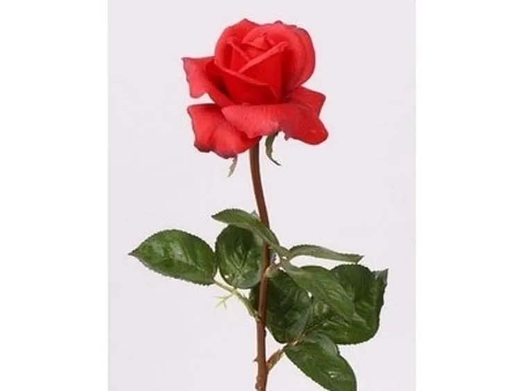 rose aosta