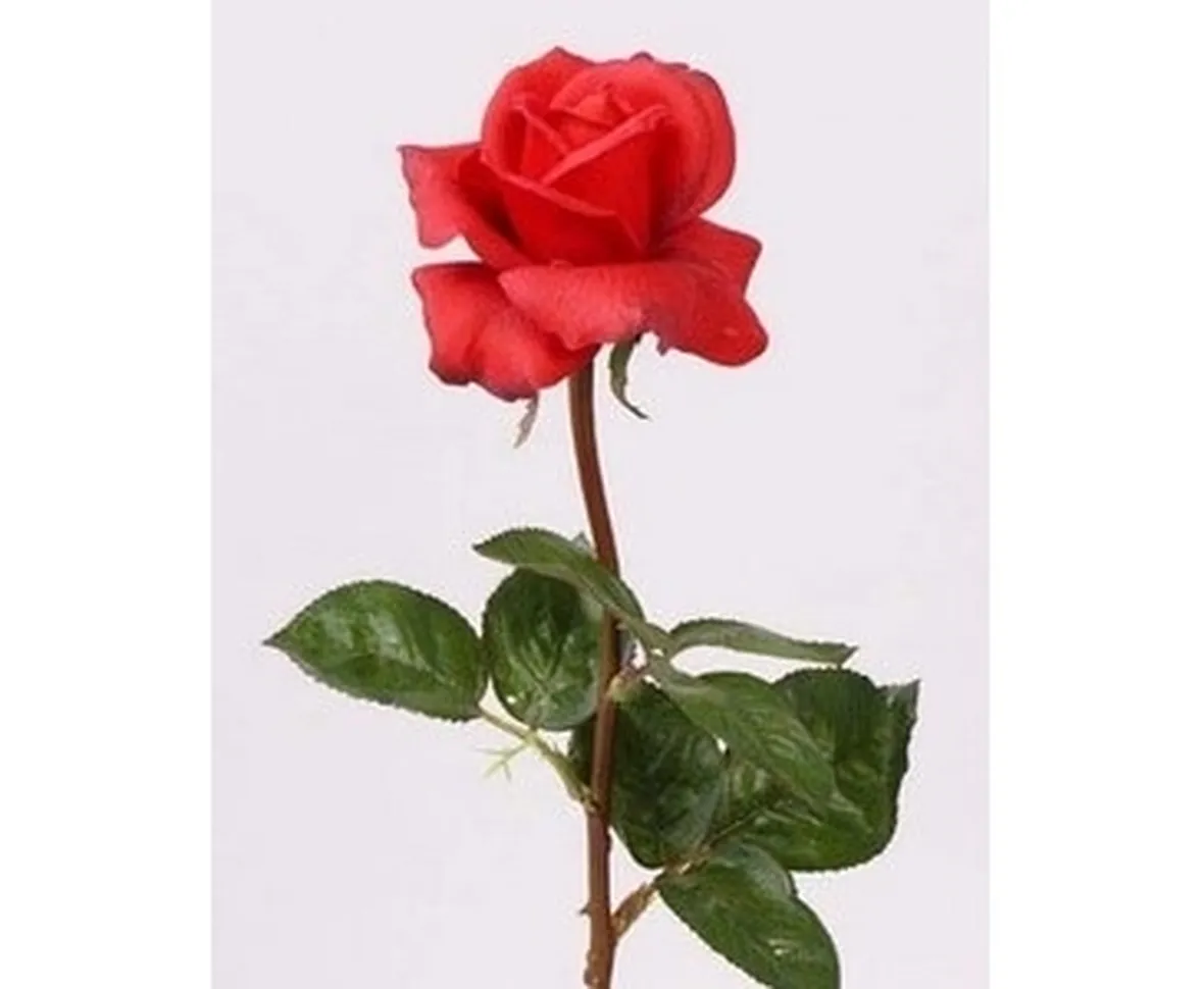 rose aosta