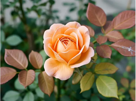 rose arancione