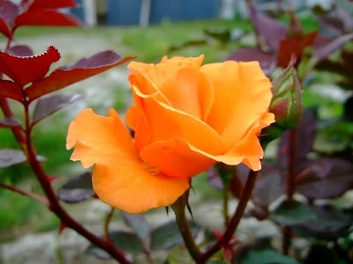 rose arancione