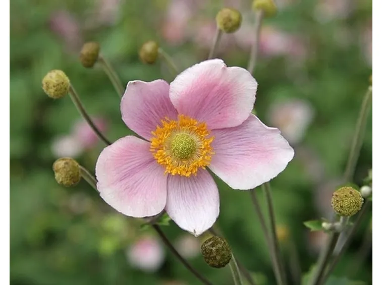rose arezzo