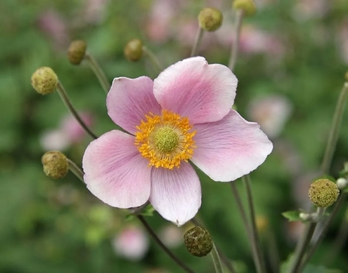 rose arezzo