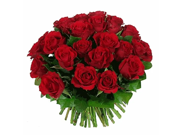 rose avellino