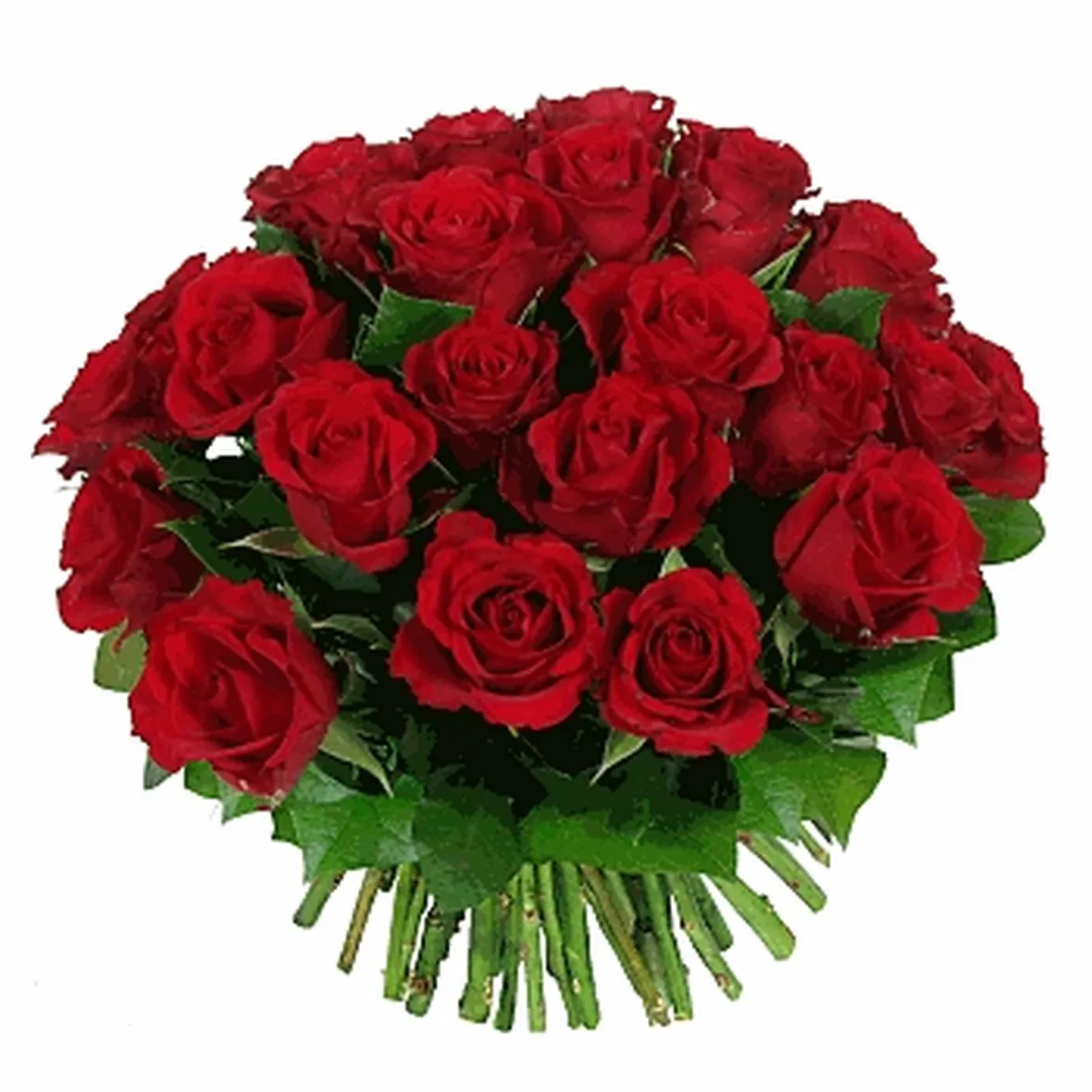 rose avellino