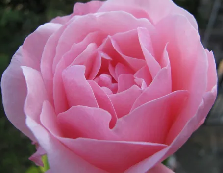 rose belle