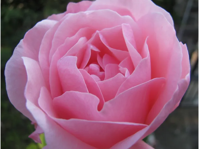 rose belle