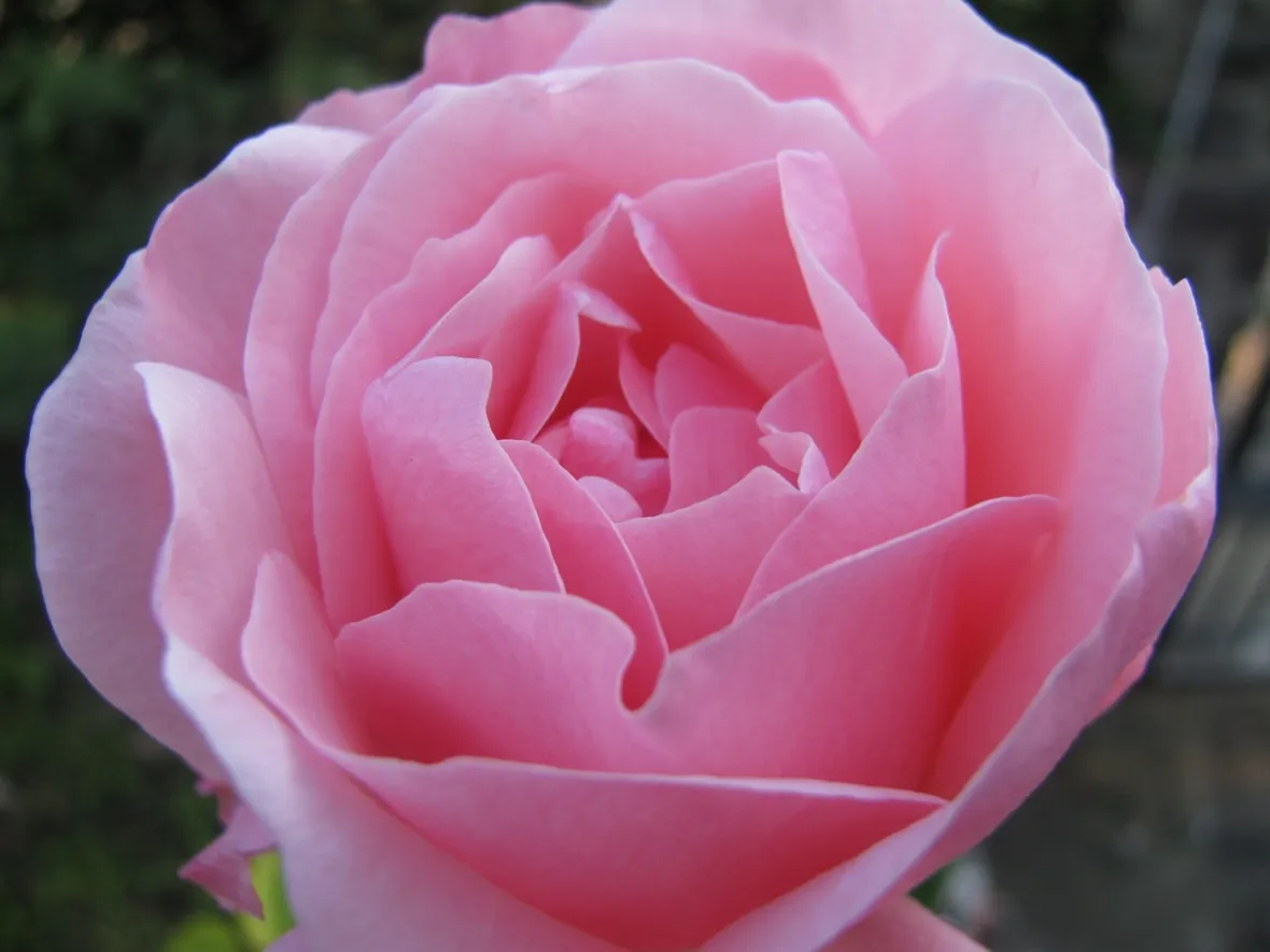 rose belle