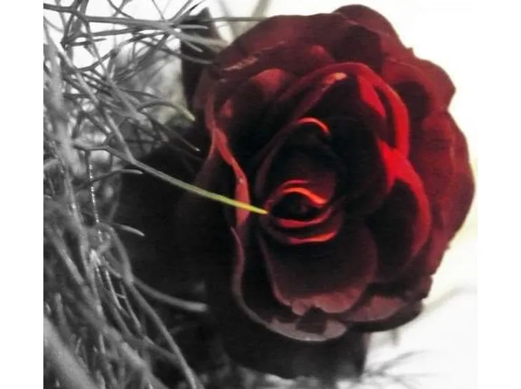 rose belluno