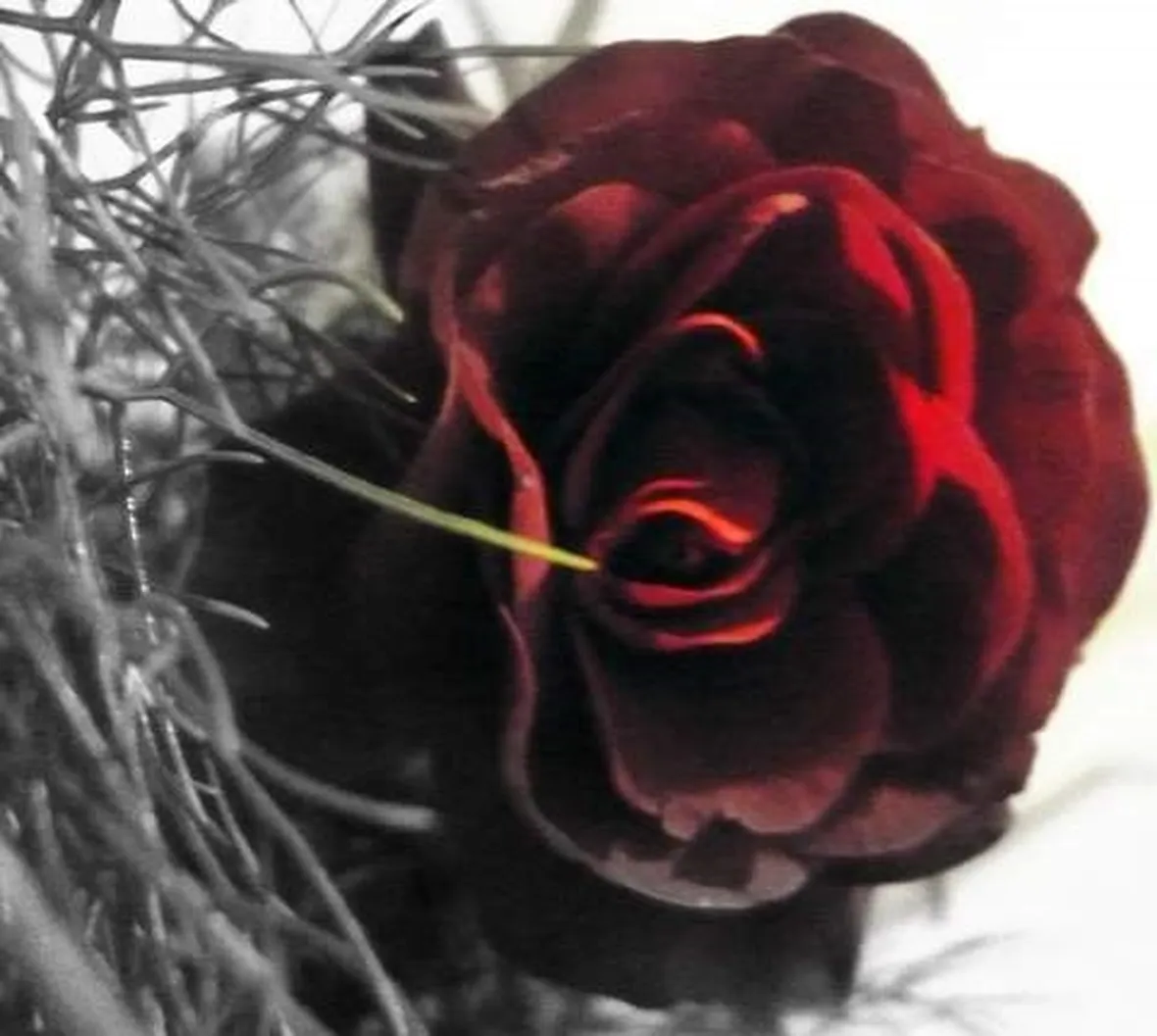 rose belluno