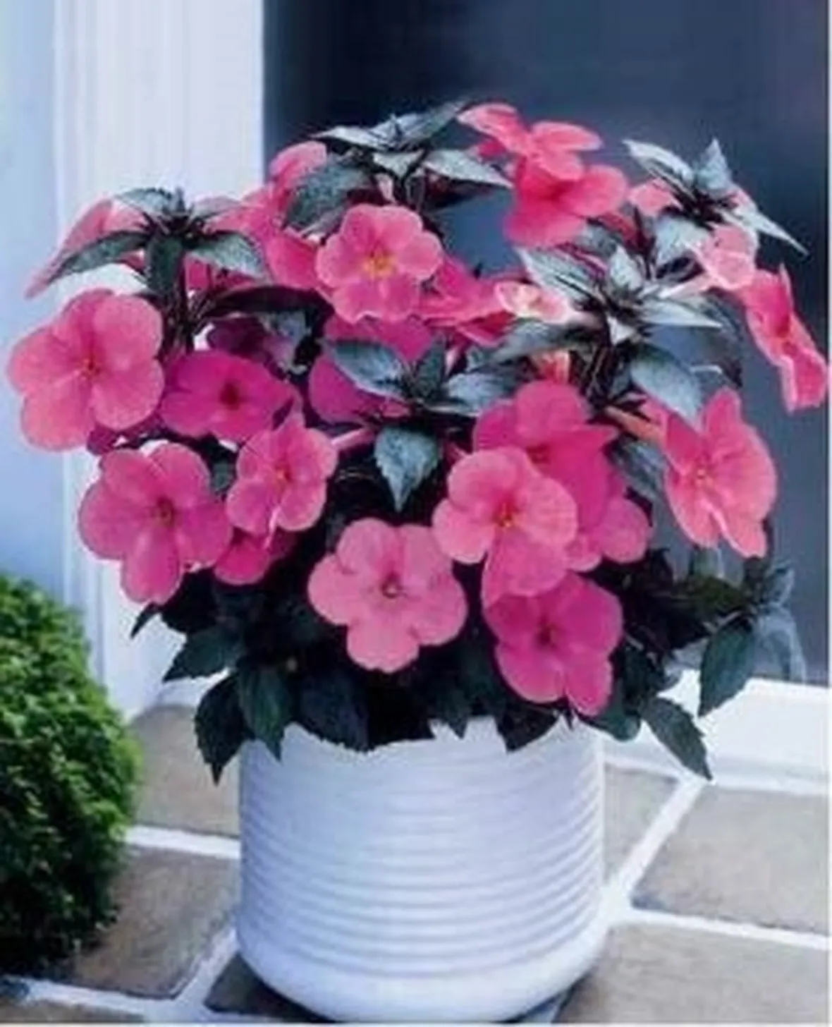 rose benevento