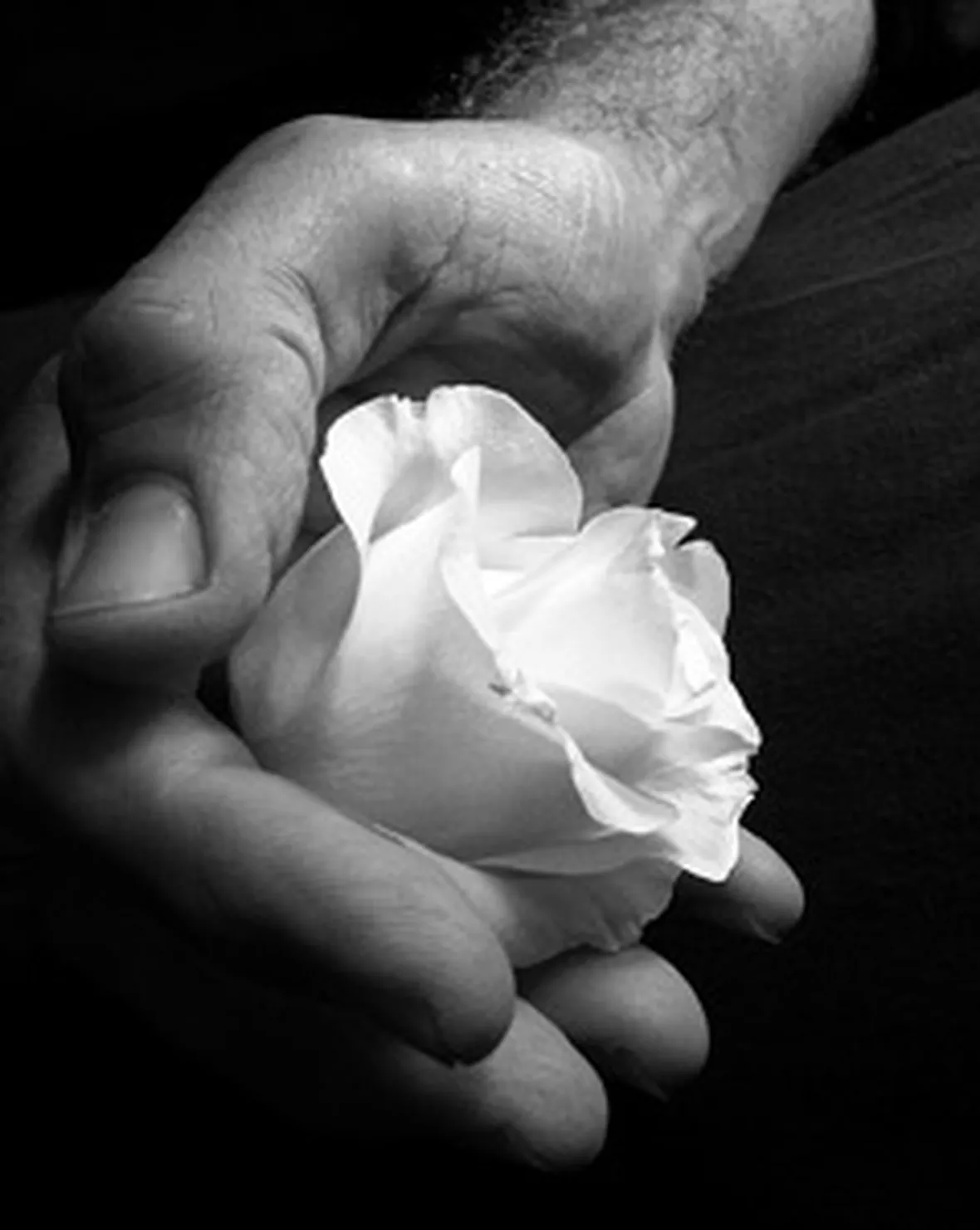 rose bianche bouquet