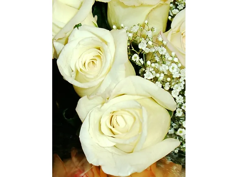 rose bianche