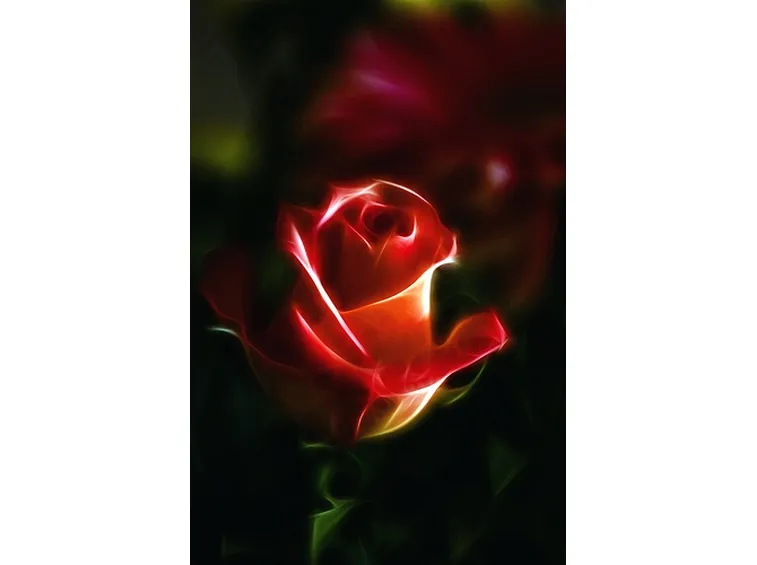 rose biella